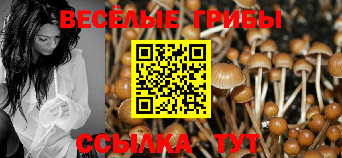 Ржев  Псилоцибиновые грибы Psilocybe  Вход с VPN  Псилоцибиновые грибы прущие грибы 